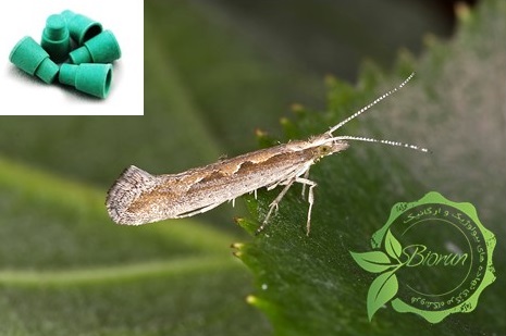 Plutella